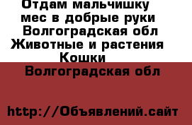 Отдам мальчишку 2,5мес в добрые руки - Волгоградская обл. Животные и растения » Кошки   . Волгоградская обл.